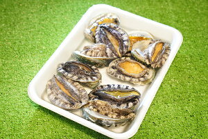 【活蝦夷アワビ】10個入り@50g前後(1個)【冷凍可】お刺身、バーベキュー用、