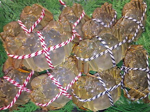 yȃIXXHה10CZbg(M)zCI IX  5C@170gO X  5C@130gO  MtgɃIXX I i I[_[Ă}Ⓚ