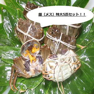 y{ꒆYzCI X  I 5CZbg @130gO  MtgɃIXX I I[_[Ă}Ⓚ