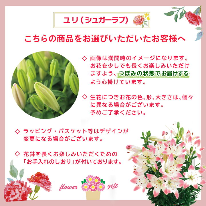 楽天市場】【前払い・銀行振込のご入金は5/8 11:59まで】 ☆まだ 