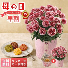 母の日 早割 ギフト プレゼント 贈り物 2026 送料無料 カーネーション（いちごホイップ）と「パティスリー モンシェール」エタニティーローズ 「C40-2」 メッセージカード付 フラワー 花ギフト 花鉢 5号鉢 スイーツ 洋菓子 お菓子