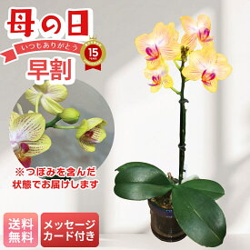 母の日 早割 ギフト プレゼント 贈り物 2026 送料無料 マイクロ胡蝶蘭（ゴールドベイビー） 「MC37-3」 メッセージカード付 フラワー 花ギフト 花鉢 2.5号鉢 黄色 ゴールド マイクロ胡蝶蘭 アクアポット お手入れのしおり つぼみでお届け