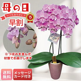 母の日 早割 ギフト プレゼント 贈り物 2026 送料無料 胡蝶蘭（ビックリップキティ） 「MC37-5」 メッセージカード付 フラワー 花ギフト 花鉢 3号鉢 ピンク 胡蝶蘭 陶器鉢 お手入れのしおり つぼみでお届け