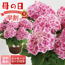 母の日 早割 ギフト プレゼント 贈り物 2026 送料無料 アジサイ（ファーストレディ） 「MC37-6」 メッセージカード付 フラワー 花ギフト 花鉢 5号鉢 あじさい 紫陽花 ピンク 白い縁取りの花 上品 バスケット お手入れのしおり