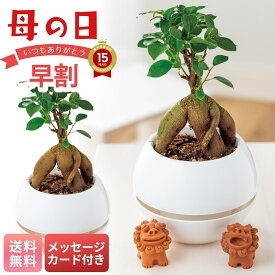 母の日 早割 ギフト プレゼント 贈り物 2026 送料無料 ガジュマル シーサー 「MFY37-2」 メッセージカード付 観葉植物 緑 白カプセル5号鉢 ガジュマル 沖縄で魔除け シーサー2個付き お手入れのしおり