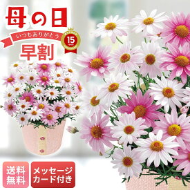 母の日 早割 ギフト プレゼント 贈り物 2026 送料無料 マーガレット（さくらべーる） 「MR37-11」 メッセージカード付 フラワーギフト 花ギフト 花鉢 5号鉢 マーガレット グラデーション ピンク バスケット お手入れのしおり