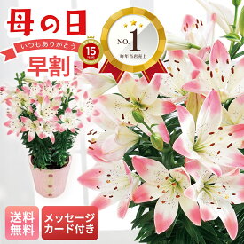 母の日 早割 ギフト プレゼント 贈り物 2026 送料無料 ユリ（シュガーラブ） 「MR37-7」 メッセージカード付 フラワー 花ギフト 花鉢 5.5号鉢 ユリ ゆり 百合 シュガーラブ グラデーション ピンク クリーム色 つぼみでお届け 人気商品