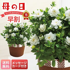 母の日 早割 ギフト プレゼント 贈り物 2026 送料無料 ガーデニア 「MR37-8」 メッセージカード付 フラワー 花ギフト 花鉢 5号鉢 ホワイト バラのような華やかさ バスケット お手入れのしおり つぼみでお届け