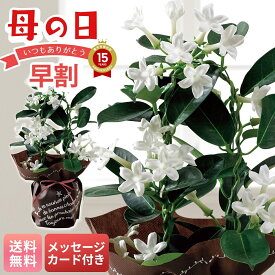 母の日 早割 ギフト プレゼント 贈り物 2026 送料無料 マダガスカルジャスミン 「MU37-10」 メッセージカード付 フラワー 花ギフト 花鉢 4号鉢 星型に咲く 純白の可愛らしいお花 バスケット お手入れのしおり ラッピング つぼみでお届け