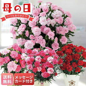 母の日 ギフト プレゼント 贈り物 2026 送料無料 選べる4色！メッセージカード付き カーネーション 「MR37-3/MC37-7/MC37-1/MA37-3」 花 フラワー 生花 カーネーション 花鉢植え 5号鉢 4号鉢 バスケット お手入れのしおり 鉢植 花鉢