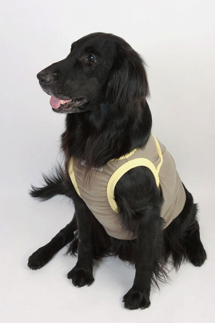 わんちゃん 紫外線対策 [大型犬 服 袖なし ＵＶ 紫外線 ＵＶカット 加工 タンクトップ（大型犬サイズ）ゴールデン レトリバー ラブラドール フラットコーテッド 紫外線 ＵＶ