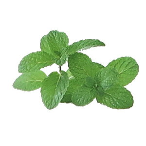 y  zvxWFIC y ~g z100mlyA1488zlampberger ]xWF maison berger tOXIC A} A}IC A}v A}|bg  lC  frais