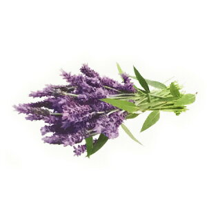 y  zvxWFIC y x_[ z100mlyA1495zlampberger ]xWF maison berger tOXIC A} A}IC A}v A}|bg  lC  fleur