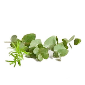 y  zvxWFIC y [J z100mlyA1491zlampberger ]xWF maison berger tOXIC A} A}IC A}v A}|bg  lC  frais