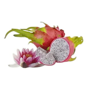 y  zvxWFIC y EH[^[Et[c z100mlyA1411zlampberger ]xWF maison berger tOXIC A} A}IC A}v A}|bg  l