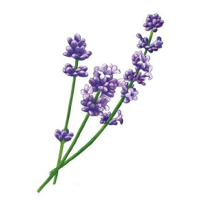 y  zVeBG A} ICy x_[ z100mlyA1122zvxWF A}v ɎgpI]xWF Ή A} A}IC A}v A}|bg  cha