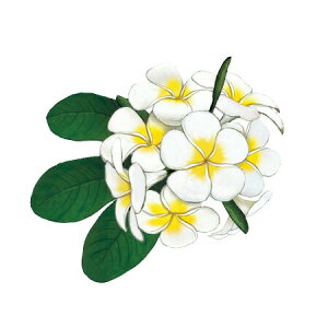 y  zVeBG A} ICy vA z100mlyA1114zvxWF A}v ɎgpI]xWF Ή A} A}IC A}v A}|bg  cha