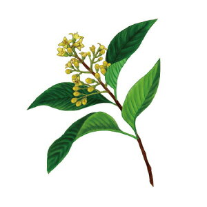 y  zVeBG A} ICy T^ h z100mlyA1106zvxWF A}v ɎgpI]xWF Ή A} A}IC A}v A}|bg 