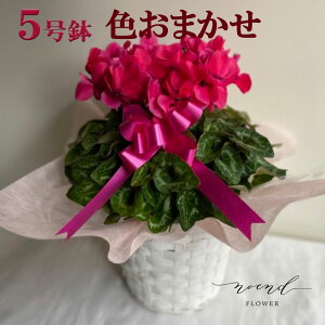 ~Mtg VN Ay1214܂ł̊ԌzF܂oXPbgtVN5 v[g Ε a j NX}X މ@j JXj Nj