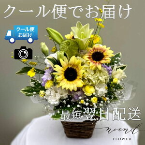 ފ  Ђ܂萶ԃAWgMTCY    @v  l\  O 