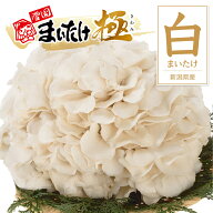 白まいたけ 白舞茸 極(きわみ) 新潟県産 850g 雪国まいたけ 大株 無農薬化学肥料 不使用 ギフト きのこ …