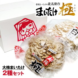 舞茸・白舞茸セット 新潟県産 雪国まいたけ 極(きわみ) 大株 2株セット 無農薬 化学肥料不使用 ギフト きのこ まいたけ 大容量 国産 お歳暮 冬ギフト
