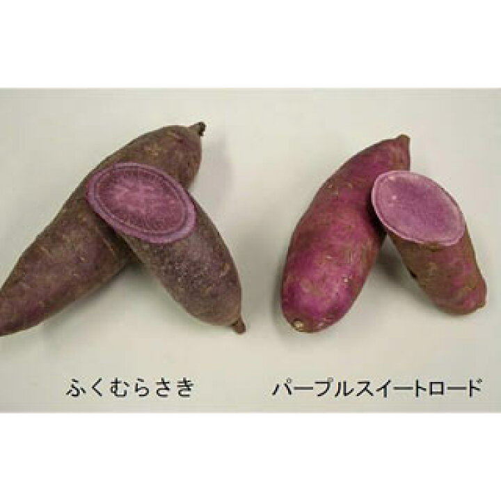 楽天市場】さつまいも苗 【 ふくむらさき 紫芋 】10本 【予約販売 ふくむらさき500本さつまいも苗紫芋