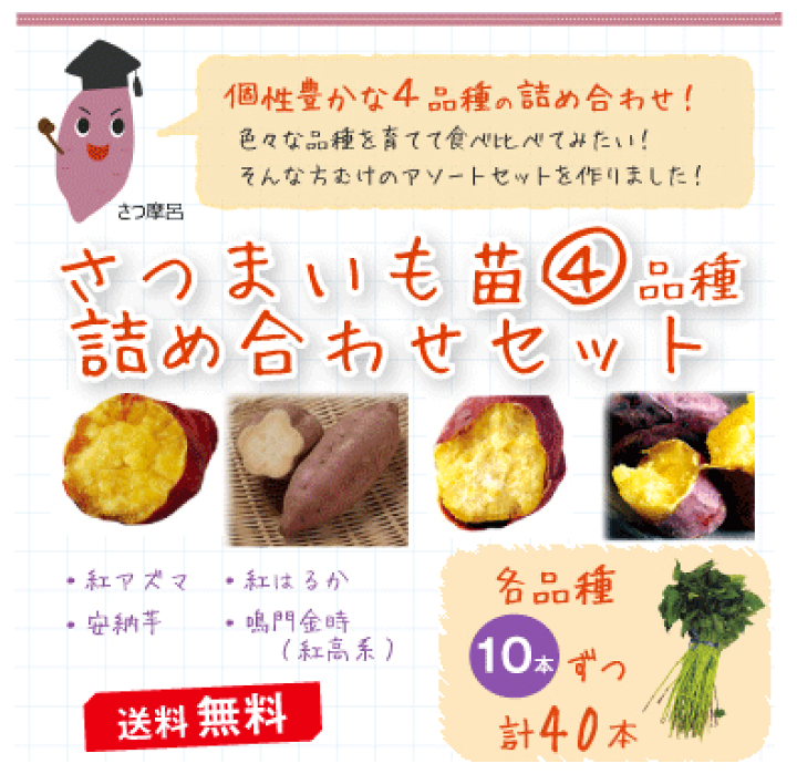 楽天市場】さつまいも苗 詰め合わせセット 10本×4品種 【予約