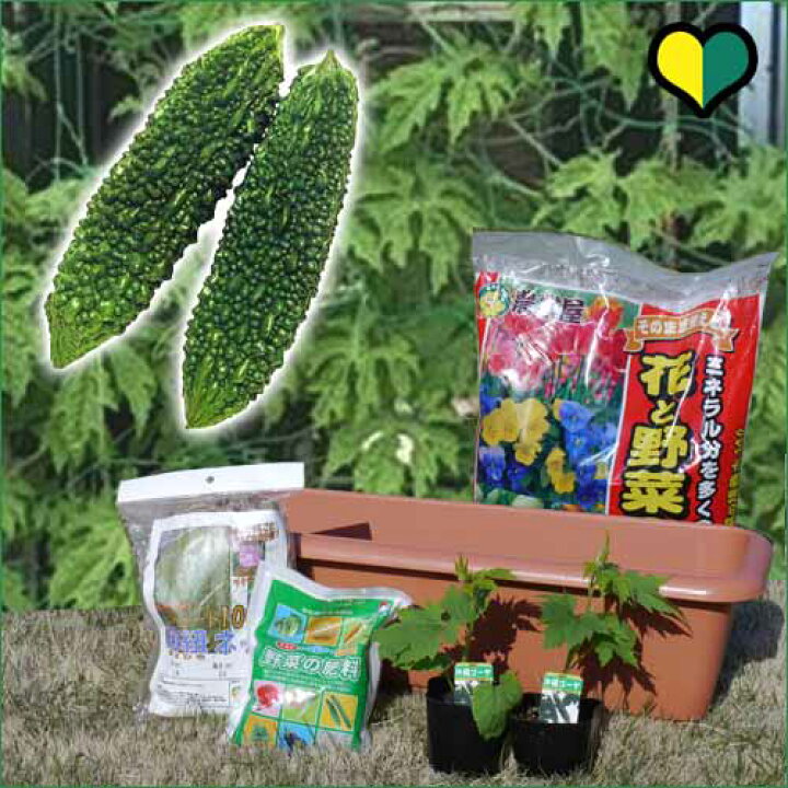 楽天市場 送料無料 はじめてのグリーンカーテンセット ゴーヤ苗 2本付き栽培セット 菜園くらぶ 家庭菜園の専門店