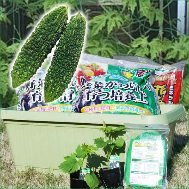 楽天市場 送料無料 グリーンカーテン ゴーヤ 栽培セット ゴーヤの緑のカーテン 苗2本付 菜園くらぶ 家庭菜園の専門店