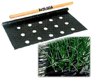 玉ねぎ用穴あきマルチ 5条植え(95cm巾×50m)