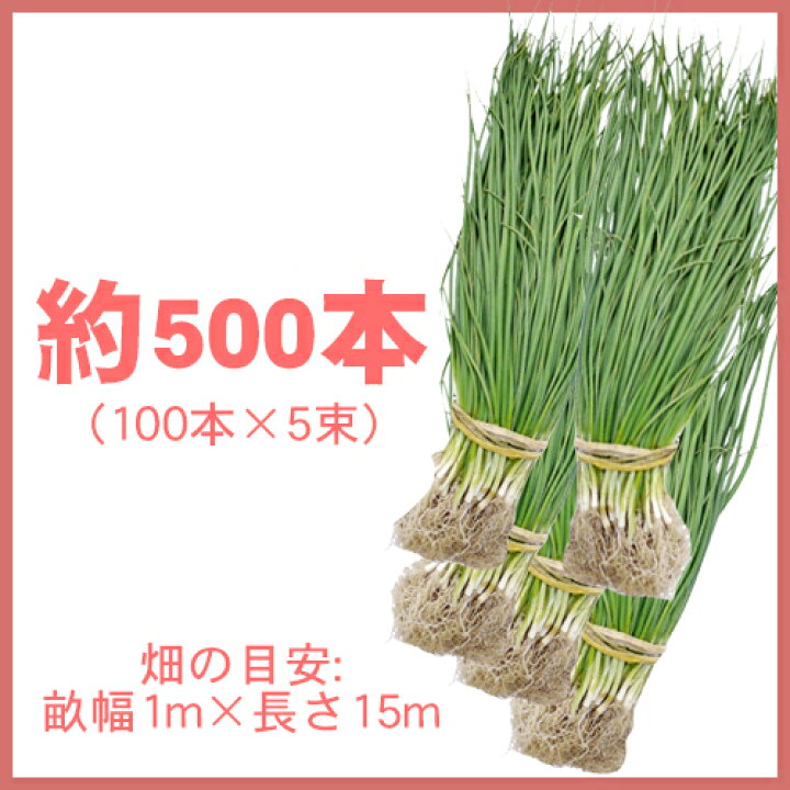 楽天市場】玉ねぎ苗 【予約】 【 中晩生 ネオアース 】 約500本 