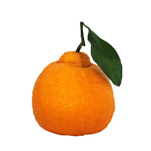 kނ̕c y O i T|EJ j 1Nc z [ G IW 񂫂 JLc k c ]