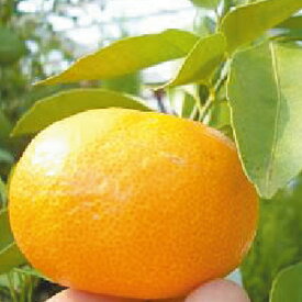 すべての美しい花の画像 トップ100 寒さ に 強い 柑橘類