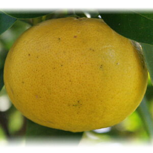 kނ̕c y _C_C 2Nc z [ G IW 񂫂 JLc k c ]