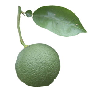 kނ̕c y J{X 2Nc z [ _k  񂫂 JLc k c ]