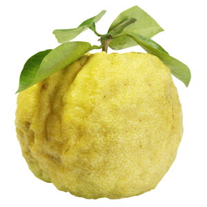 kނ̕c y qM i 䂸 ʖF WK^ j 2Nc z [ _k  񂫂 JLc k c ]