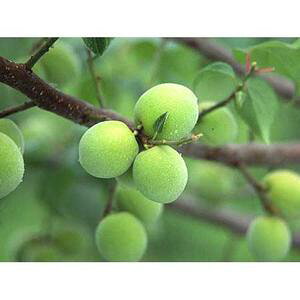 ʎc ~ y  i  j1Nc z [  E ʎc ̔ ]