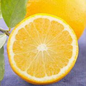 kނ̕c y XC[gl[h 1Nc z [ _k  񂫂 JLc k c ]