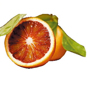 kނ̕c y ubhIWi^bRj 1Nc z [ G IW 񂫂 JLc k c ]