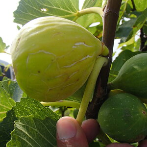 ʎc C`WN y t_[X 1Nc z [ ԉ  ʎc ̔ ]