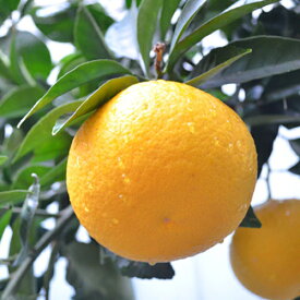 楽天市場 寒さ に 強い 柑橘類の通販