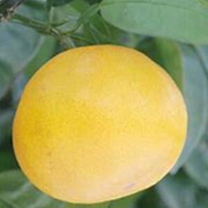 kނ̕c y ͂ 1Nc z [ G IW 񂫂 JLc k c ]