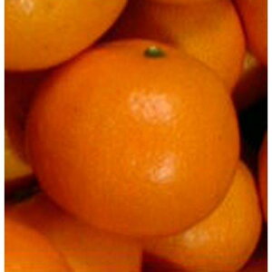 kނ̕c y Y 1Nc z [ ݂ ~J  񂫂 JLc k c ]