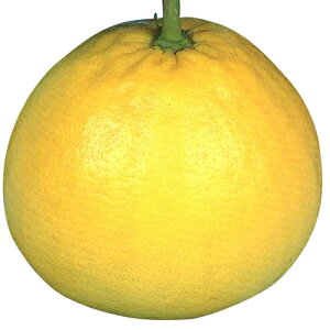 kނ̕c y ӔM i ΂؂ ʖF U{ j 2Nc z [ G IW 񂫂 JLc k c ]