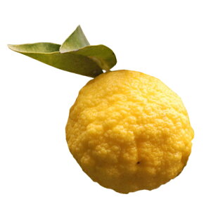 kނ̕c y ԗM i ͂Ȃ䂸 j 2Nc z [ niY ͂Ȃ _k  񂫂 JLc k c ]