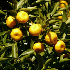 kނ̕c y k ( ΂ ) 2Nc z [ G IW 񂫂 JLc k c ]