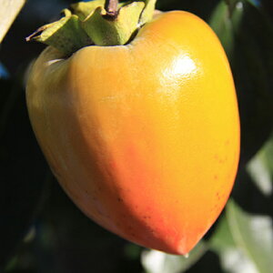 ʎc a` y xm` 1Nc z [  JL ʎc ̔ ]