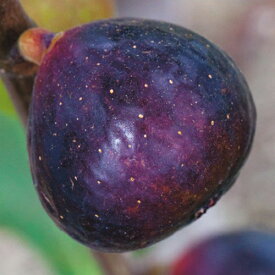 果樹苗 イチジク 【 イスキア・ブラック 1年生苗 】 [ 無花果 いちじく 果樹苗木 販売 ]