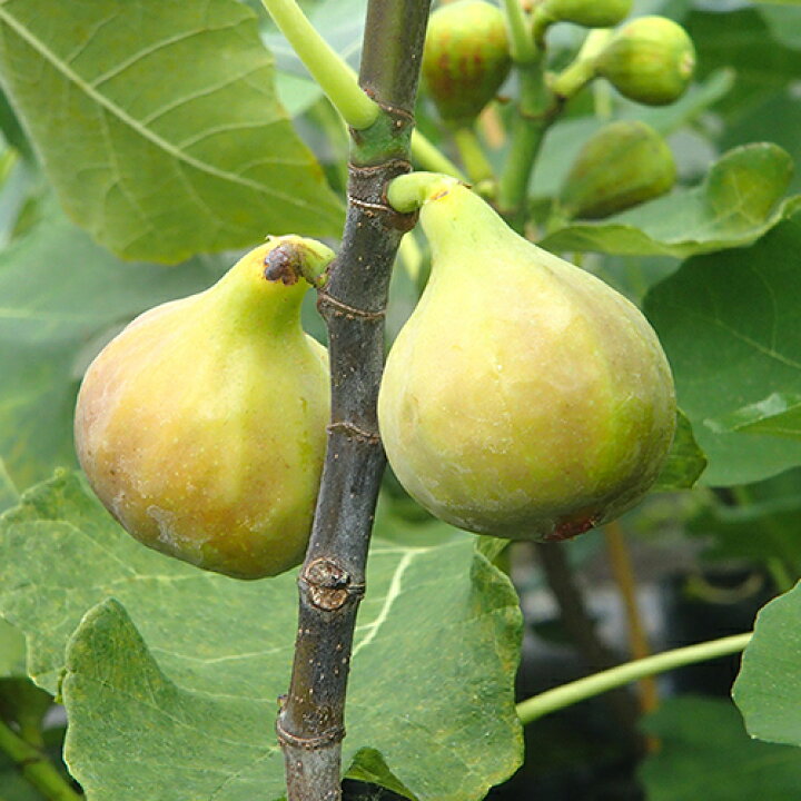 楽天市場 果樹苗 イチジク ブラウン ターキー 1年生苗 無花果 いちじく 果樹苗木 販売 菜園くらぶ 家庭菜園の専門店
